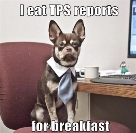 Animal Hospital Memes