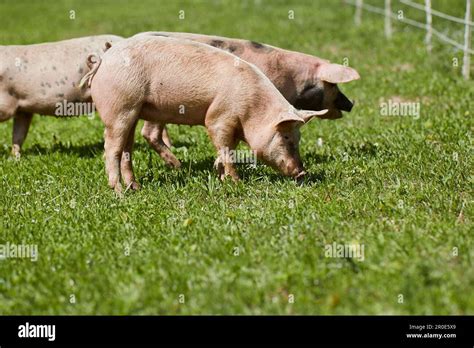 Alpine pigs near Berchtesgaden, Bavaria, Germany Stock Photo - Alamy