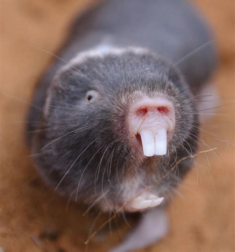 Mole Rat [IMAGE] | EurekAlert! Science News Releases