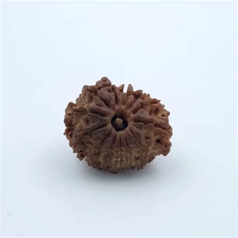 13 Mukhi Rudraksha – Nepal – Sheetlz Numerologgy