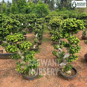 Bagwani Nursery- The Largest Wholesale Nursery Plant Exporter in India