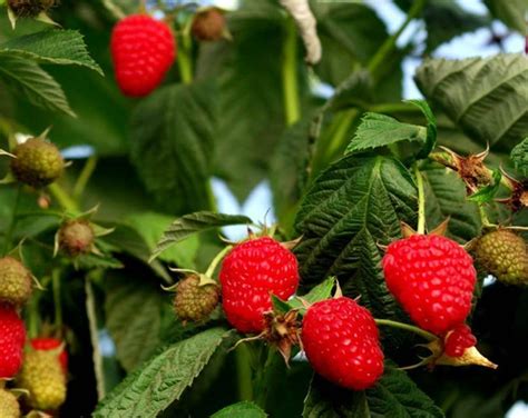 Red Raspberry Bush 的图像结果