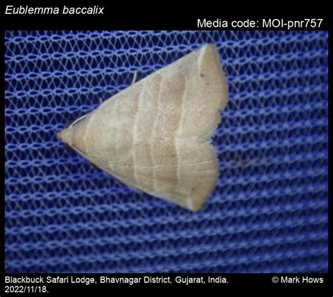 Eublemma baccalix (Swinhoe, 1886) - | Moths