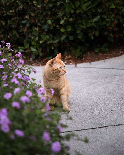 [200+] Cute Purple Backgrounds | Wallpapers.com