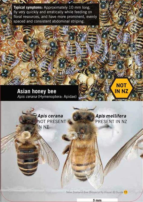 Image result for Bee Identification Chart