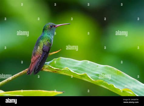 Image result for Who Created Python Random Module