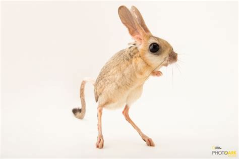 D'source Links | Indian Toy Design | D'Source Digital Online Learning ...