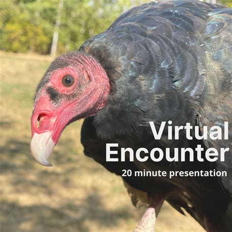 Events and Programs - Chintimini Wildlife Center