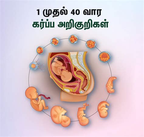 நீங்கள் கருவுற்றுள்ளீர்களா? 1 முதல் 40 வாரம் கர்ப்ப அறிகுறிகள் எப்படி ...