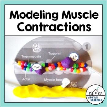 Image result for Muscle Contraction Functional Task
