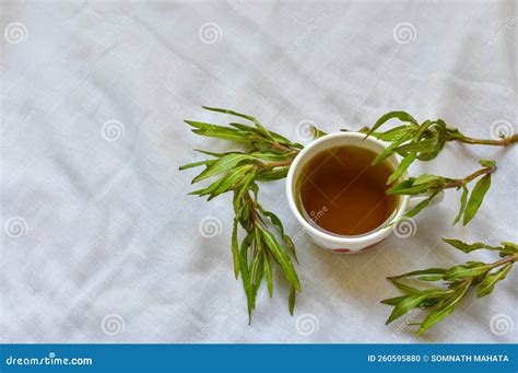 Herbal Plants Hygrophila Auriculata or Ikiriya or Kulekhara an Ayurvedic Herbs in India, Sri ...