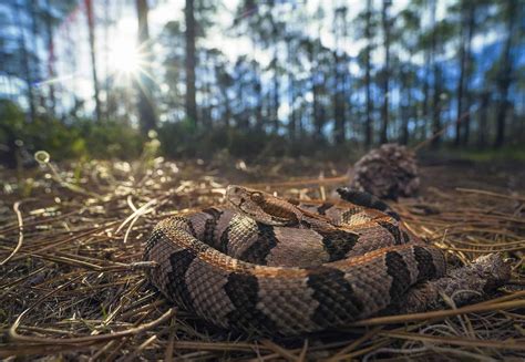 The Most Snake-Infested Lakes in New Jersey - A-Z Animals