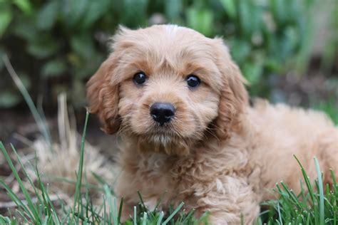 Newborn Cavapoo 的图像结果