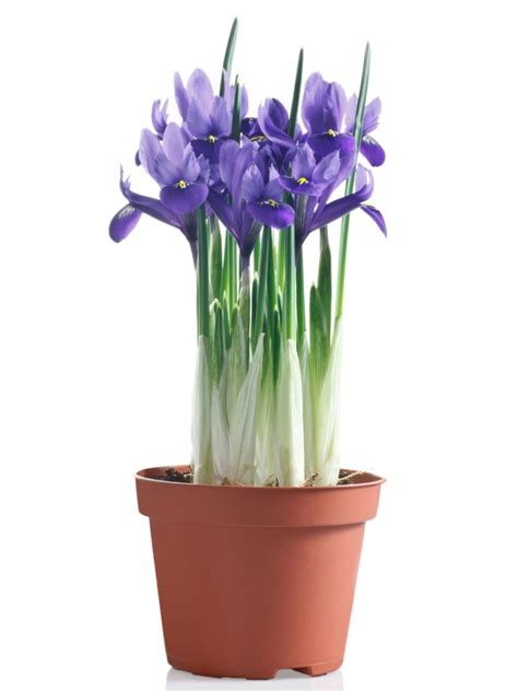 Can You Grow Irises In Pots