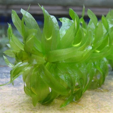 Egeria densa