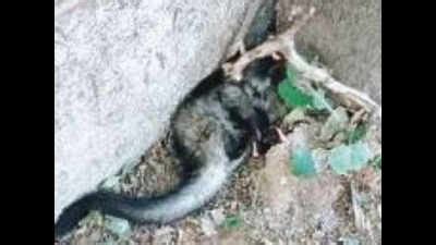 Injured Asian palm civet rescued from Mehrauli | Delhi News - The Times ...