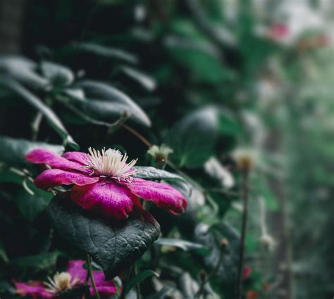 Download wallpaper 3840x3448 clematis florida, flower, petals, pink ...