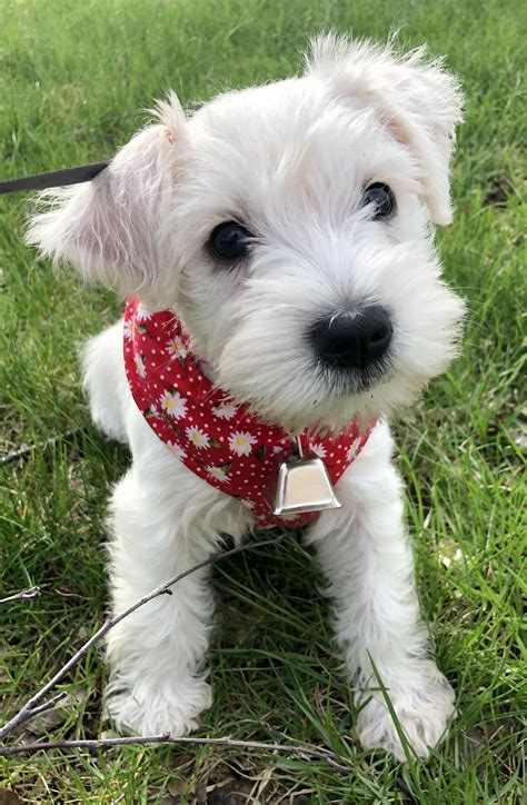 White Toy Schnauzer