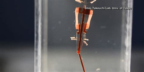 Researchers combine living muscles with machines