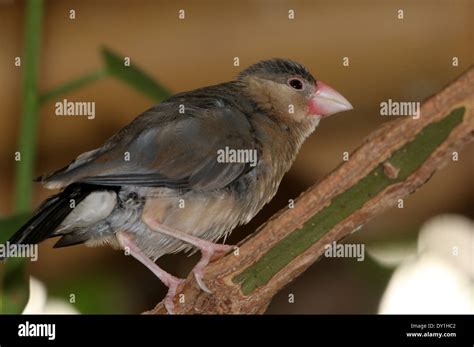 Image result for Elever Des Padda De Java