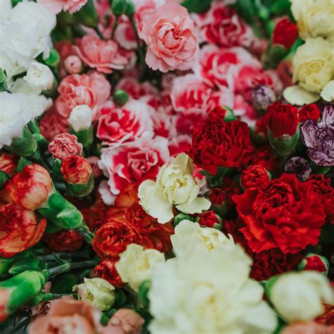 Download wallpaper 2780x2780 dianthus, flowers, bouquet, colorful ipad ...