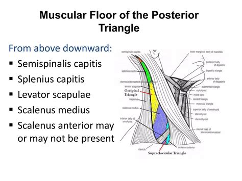 Posterior triangle of the neck | PPTX - borders of posterior triangle of neck