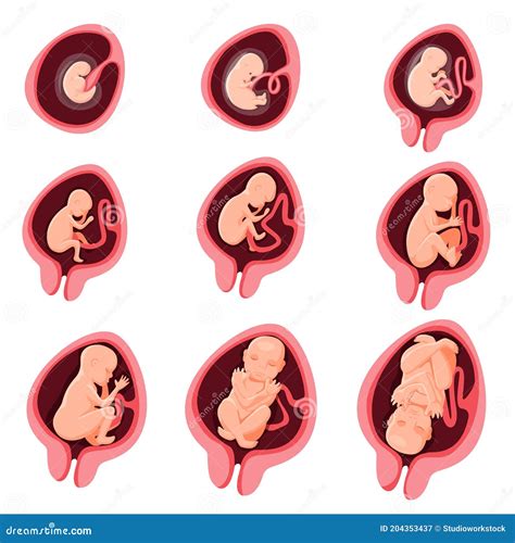 Human Embryonic Development Nine Month Stage Set Stock Vector - Illustration of infographic ...
