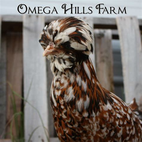 Tolbunt Polish Chickens and Hatching Eggs for Sale