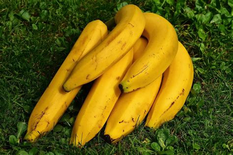 Gros Michel Banana | Coco Hill Forest