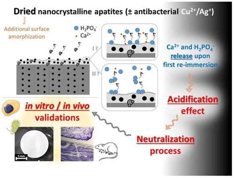 Bioengineering | Special Issue : Biomaterials for Bone Repair and ...
