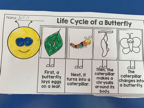 Category: Life Cycles UOI - Fun in first at ASA