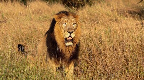 Modi Points to Leap in India's Asiatic Lions Population Over Past Few Years