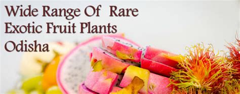 Best Exotic Fruit Plants in Odisha – veliyathgardens