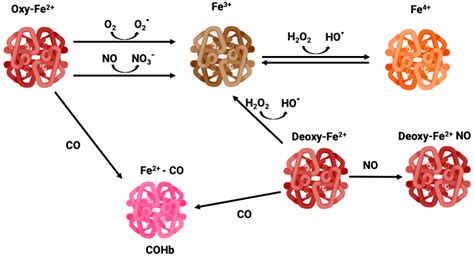 Carboxyhemoglobin (COHb): Unavoidable Bystander or Protective Player?
