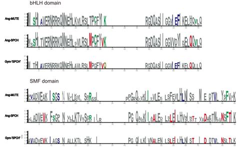 WebLogo 的图像结果