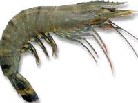 Logistics General Ship Supplys - Ship Chandler in Chennai Port | Ship ...