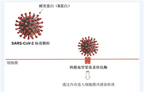 中国科学家研发的新冠病毒中和抗体登上《自然》，将进入临床试验_凤凰网