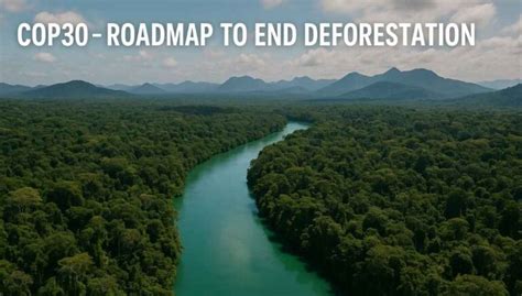 COP30 Roadmap: Ending Deforestation & New Climate Diplomacy