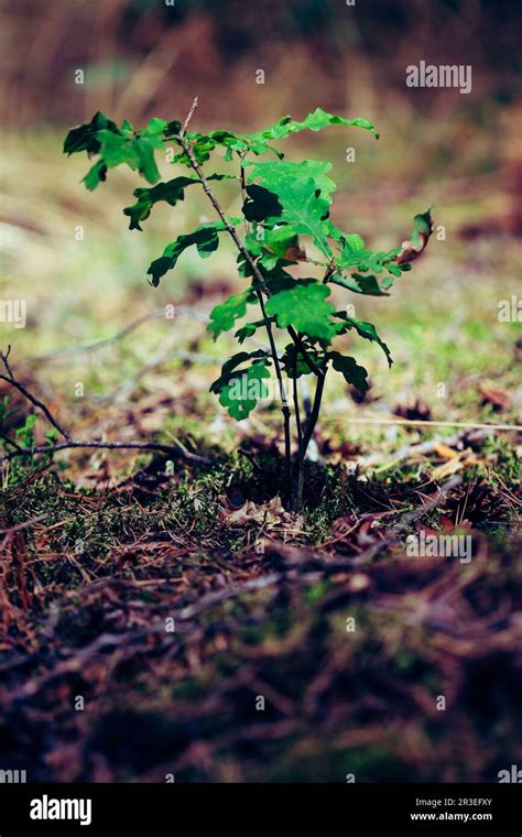 Image result for Small Oak Tree Sapling