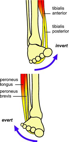 ORTHOTICS PROSTHETICS RESEARCH