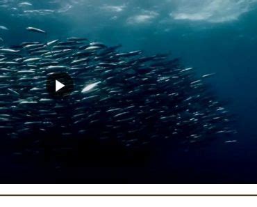 Audio Player With Visualizer For Vue.js | VueJs Component