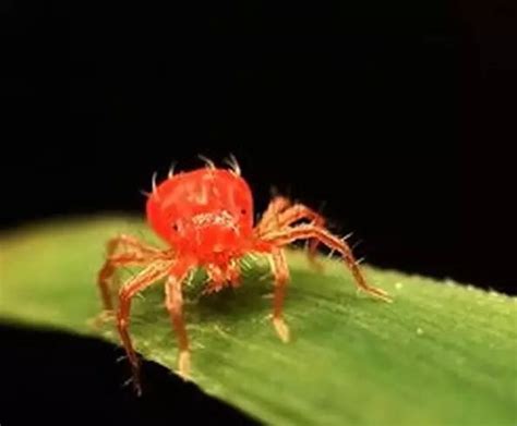 红蜘蛛防治，第一个高峰来临前必知的常识-河南省莱恩坪安园林植保有限公司