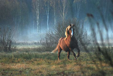Predators Of Horses