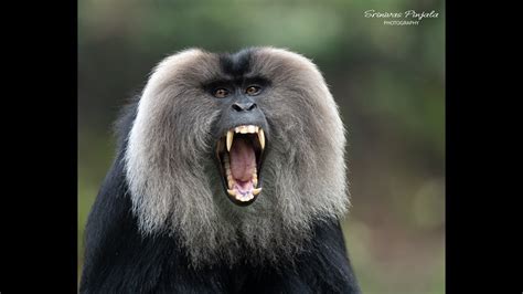 Image result for Male Wolves Cry