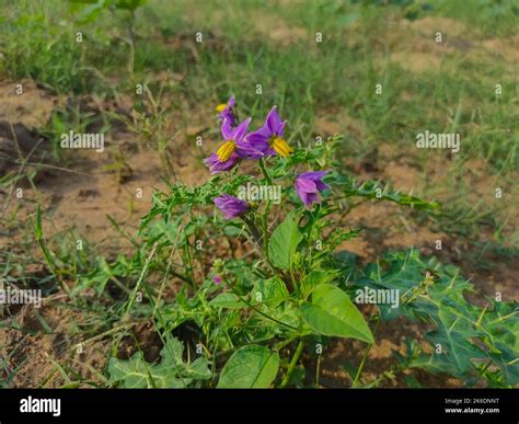 Solanum Xanthocarpum Seed