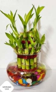 Landscape Love Two Layer Bamboo Plant Price in India - Buy Landscape ...