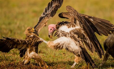 Vulture Vs Eagle