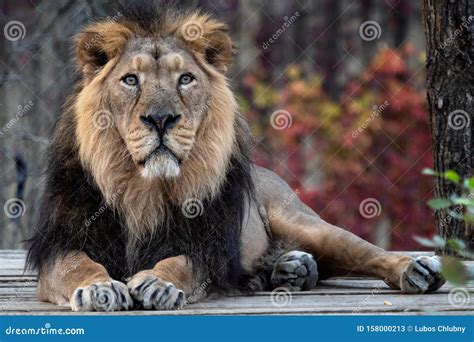 Asiatic Lion Panthera Leo Persica. a Critically Endangered Species ...