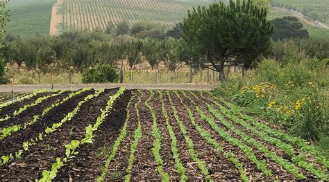 Image result for String Farm