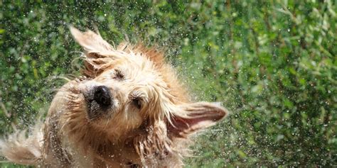 How To Get Rid Of Wet Dog Smell – Brushing, Bathing & FAQ